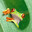 treefrog