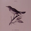 Chopin