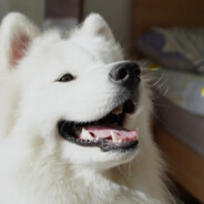 萨摩耶耶耶耶耶