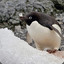 Adélie Penguin