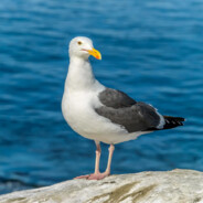 Seagull