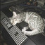 .xiodsaf's avatar