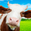 Milk_oof