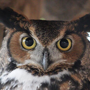 Great Horned Owl
