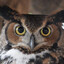 Great Horned Owl