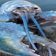 Аватар Blu Lobster