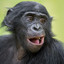 I&#039;m a Bonobo
