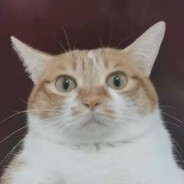 再赢一把就睡觉