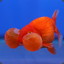 GoldFish