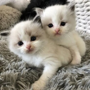 коты ебутся