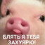 AP(AGRO PIG)