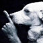 e1543 shh dog