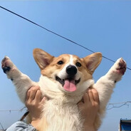 Muscle Corgi