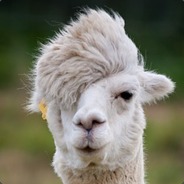 domesticllama