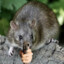 rat with a gat