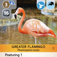 Flamingo