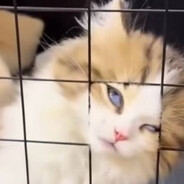 миллиметровщик