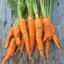 legit_carrot