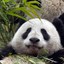 LYB小葱