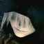 eseNN-