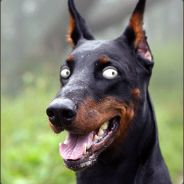 DobeRRRmanZ