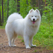 Samoyed