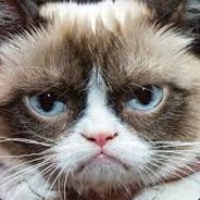 Sir Grumpy Cat