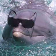 Dolphin in Sunglasses