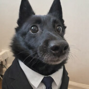 dapper doggo