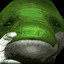 El Papu Verde