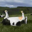 cow-tipping
