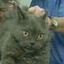 Kotyaraaa