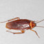 cockroach