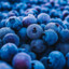 Icyblueberries52