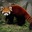 Red pandaris don darion