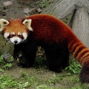 Red pandaris don darion