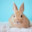 Rabbit Wonderland