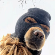 无敌穿越火线大王