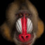savage baboon