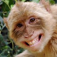 MonkeyFIN avatar