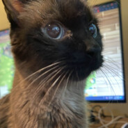 GenerousPoptart - steam id 76561199177773515