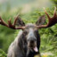 moose