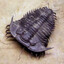 aGentleTrilobite
