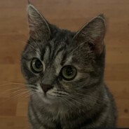 Niks avatar
