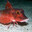 Red Gurnard