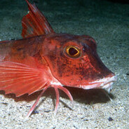Red Gurnard
