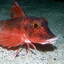 Red Gurnard