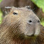 SuspiCiouS CapYbarA