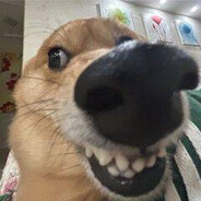 汪汪汪汪汪汪！