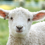 lamb